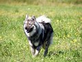 djago_w (47)